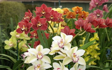 Négy napos lesz az őszi orchidea és bromélia kiállítás - Nyerj belépőt!