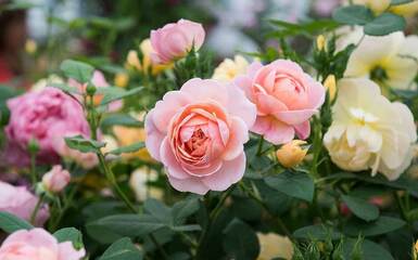 Rendelj rózsatöveket, hogy a Te kertedből se hiányozzanak!